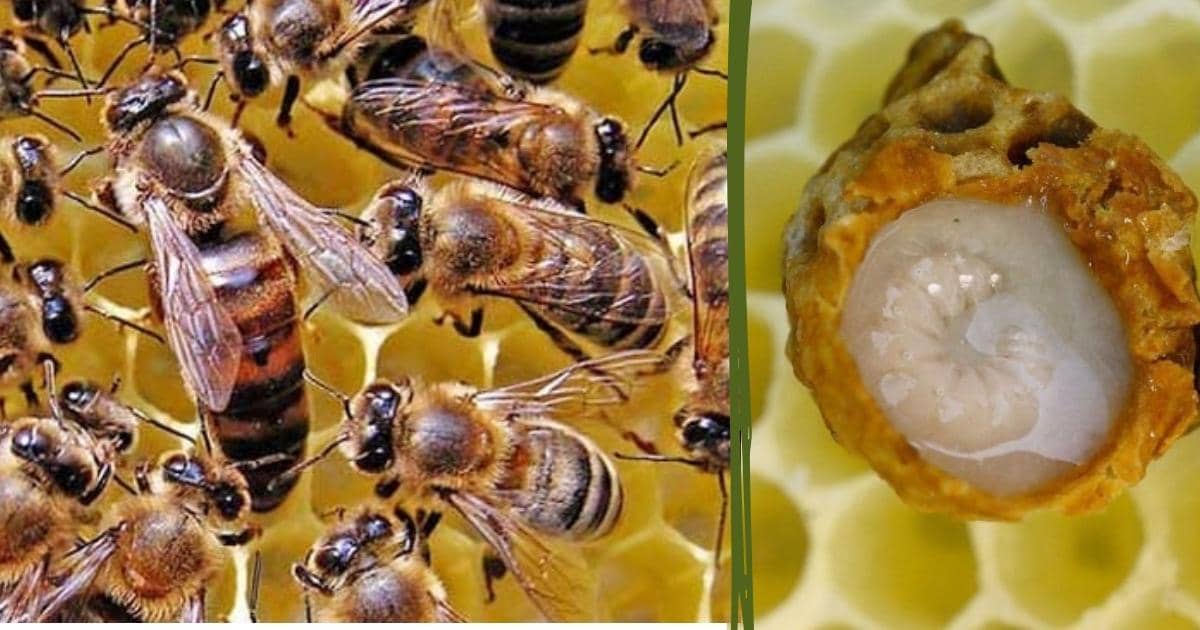 Apitherapie La Gelee Royale