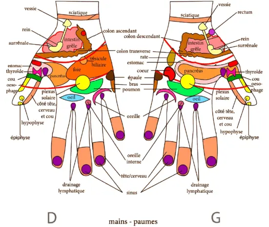 Reflexologie planche paume de mains