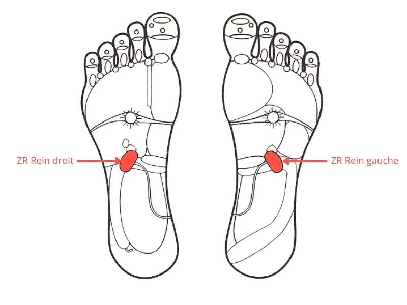 réflexologie stimuler les reins en hiver