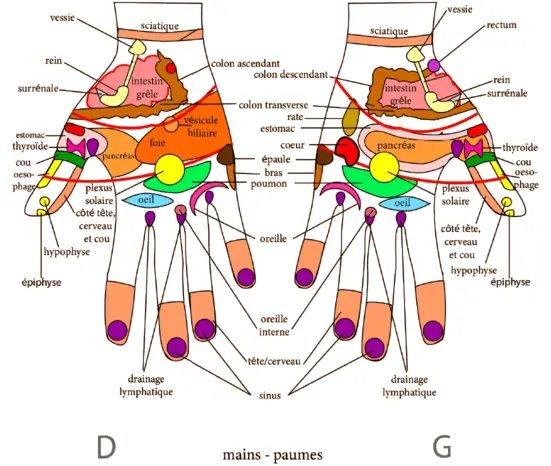 Planche Main Paume NJ Transp 1