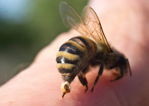 Apithérapie ApiTherapie 1