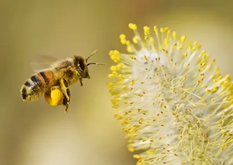 Apithérapie ApiTherapie 7