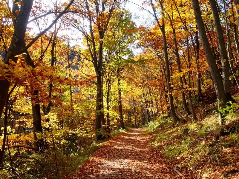 1.lautomne une invitation a ralentir